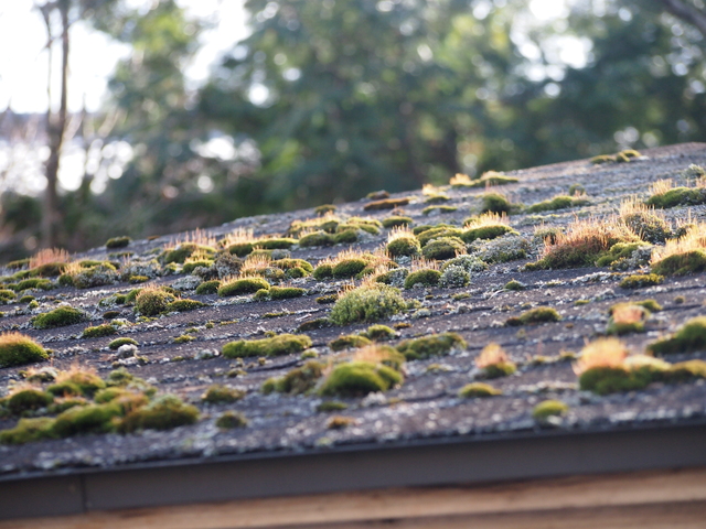 屋根の苔は点検のサイン！　　　　　　　　　　　　　　　　　苔の原因と放置のリスク・対策方法～高槻市・向日市・長岡京市