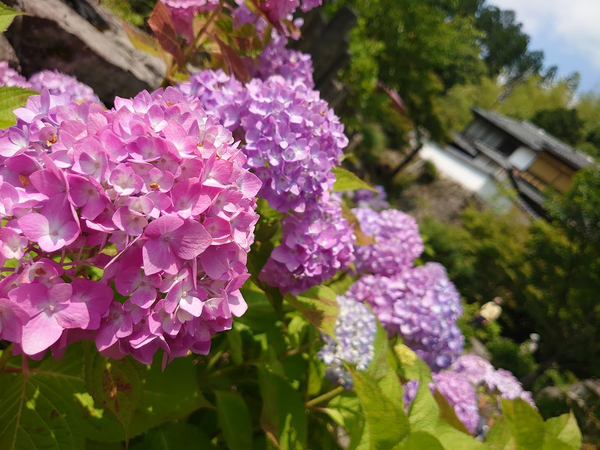 梅雨と屋根～高槻市、島本町・向日市、長岡京市