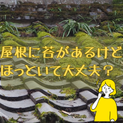 屋根の上に苔が生えた！？原因と対策～高槻市・向日市・長岡京市